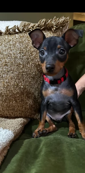 Cuccioli di pinscher di razza pura in adozione | Foto 1