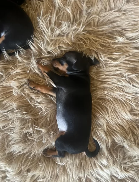 Cuccioli di pinscher di razza pura in adozione