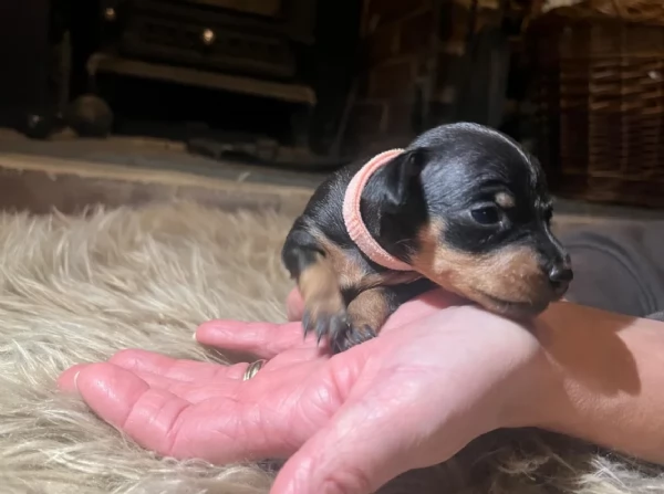 Cuccioli di pinscher di razza pura in adozione | Foto 6