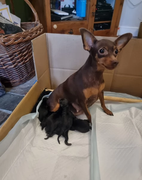 Cuccioli di pinscher di razza pura in adozione | Foto 2