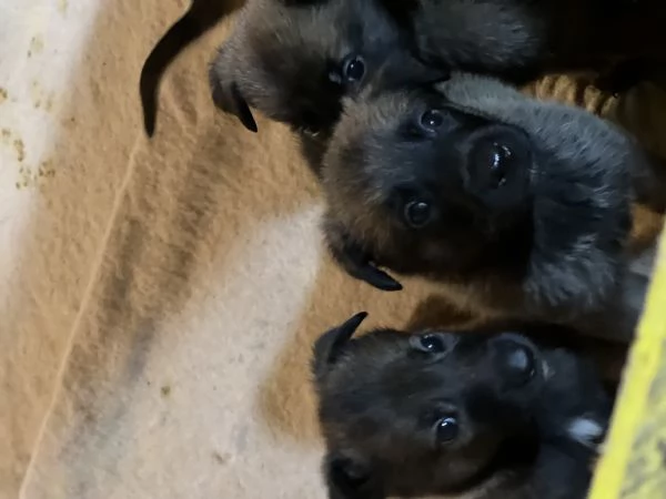 Vendita cuccioli di pastore belga malinois | Foto 3