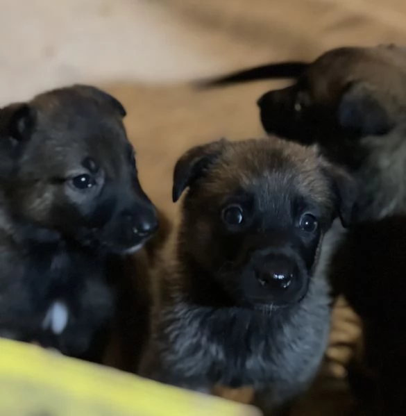 Vendita cuccioli di pastore belga malinois | Foto 2