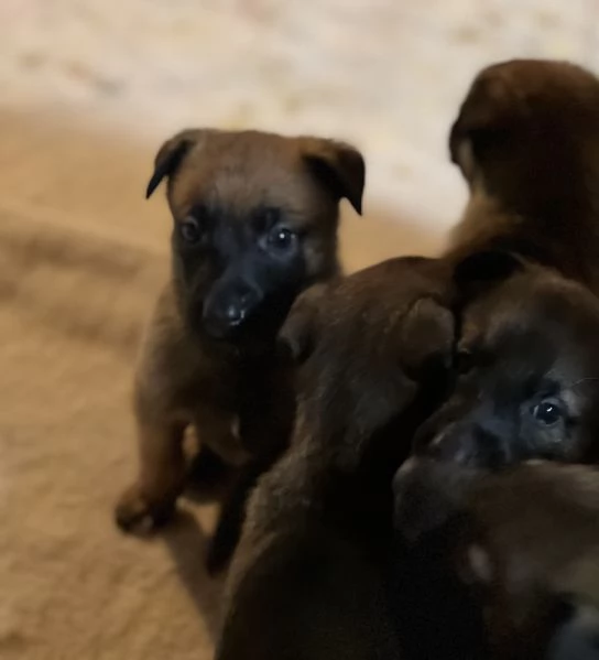 Vendita cuccioli di pastore belga malinois | Foto 1