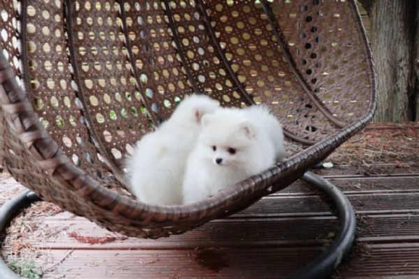 Regalo Cuccioli di pomerania maschio o femmina!!