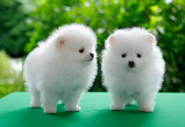 Adorabile cucciolo di pomerania per l'adozione!!