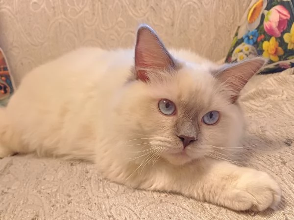 Wonder Blue Sirius | Foto 2