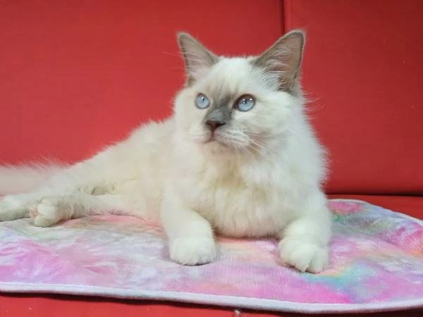 Wonder Blue Sirius | Foto 0