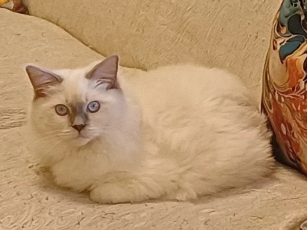 Wonder Blue Sirius | Foto 0