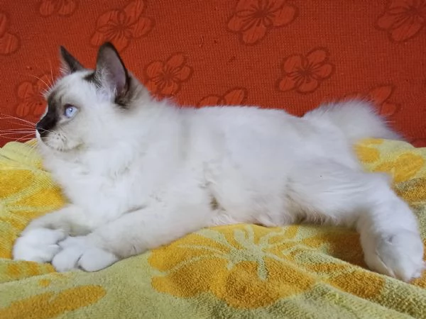 Wonder Blue Shakeaspeare | Foto 3