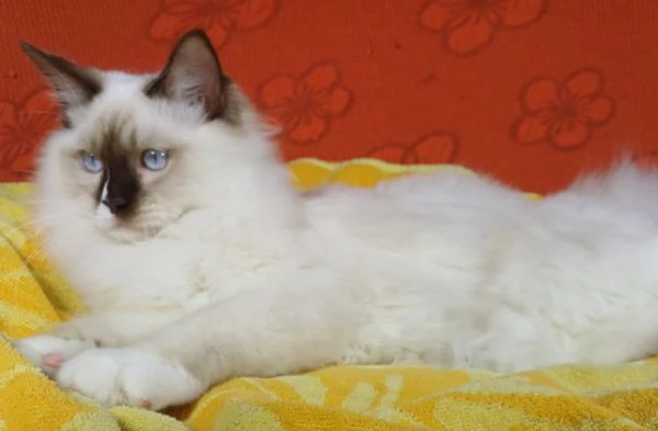 Wonder Blue Shakeaspeare | Foto 2