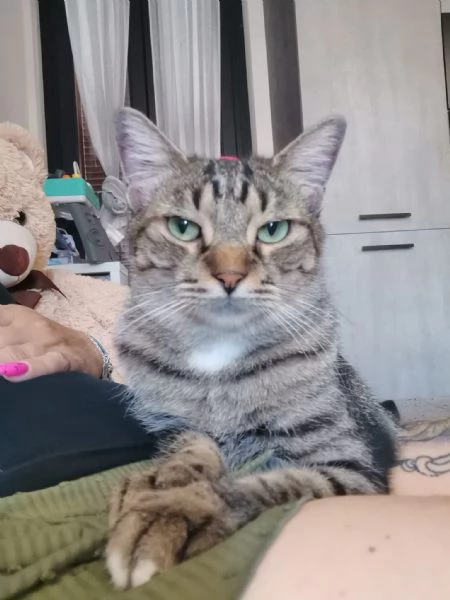 Gatti europei fratelli 