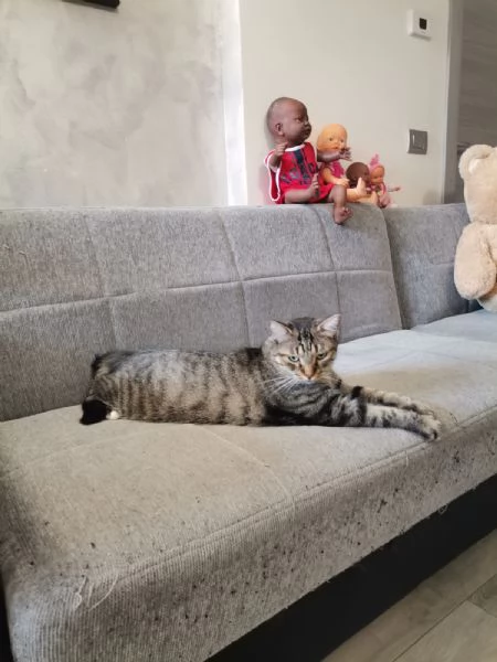 Gatto europeo maschio 5 anni  | Foto 5
