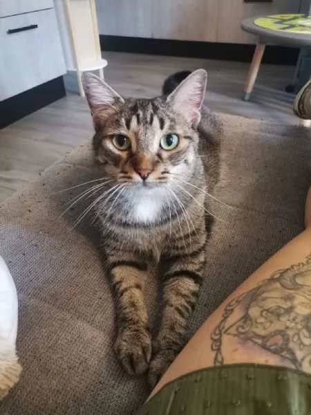 Gatto europeo maschio 5 anni 