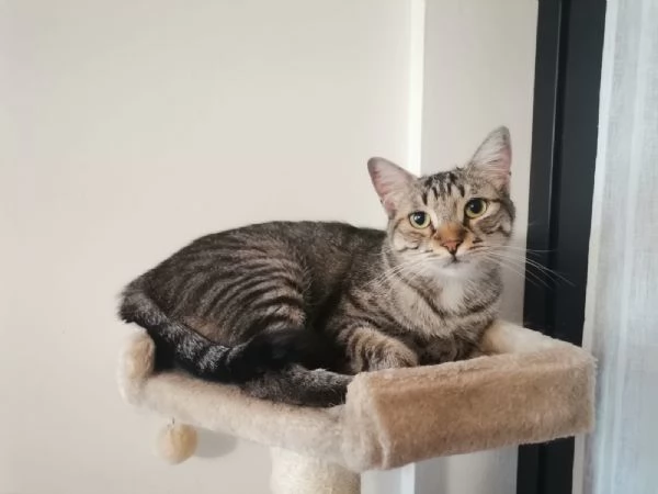 Gatto europeo maschio 5 anni  | Foto 0