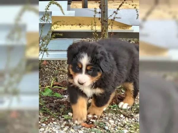 Cuccioli di bovaro del bernese | Foto 2
