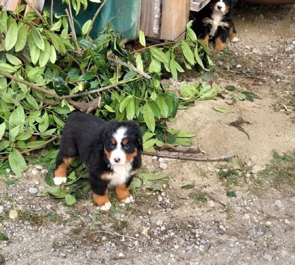 Cuccioli di bovaro del bernese | Foto 0