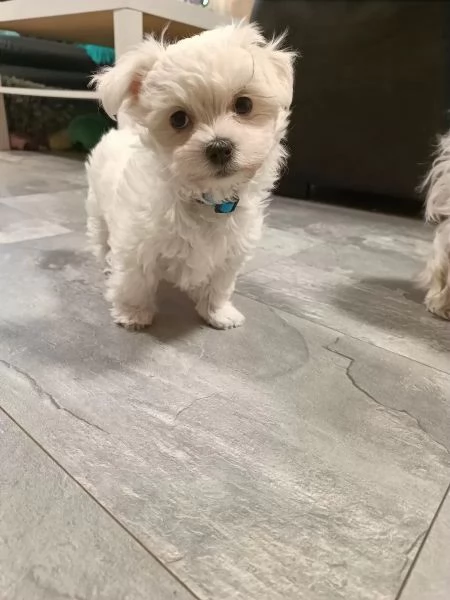 Adorabili cuccioli di Maltese di razza pura | Foto 2
