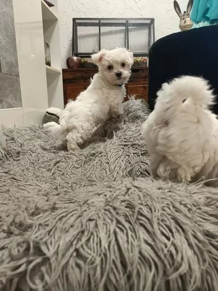Adorabili cuccioli di Maltese di razza pura | Foto 0