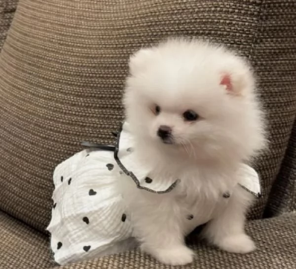 deliziosi cuccioli di pomerania toy