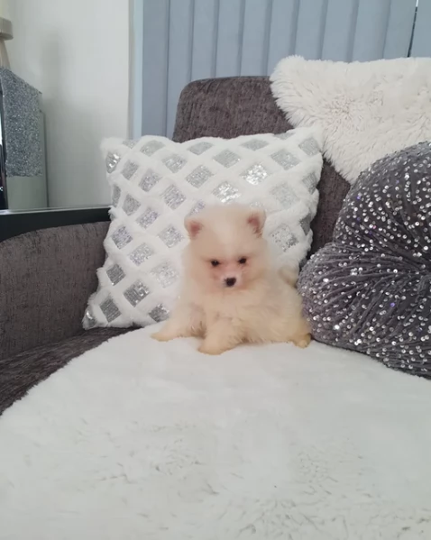 deliziosi cuccioli di pomerania toy | Foto 2