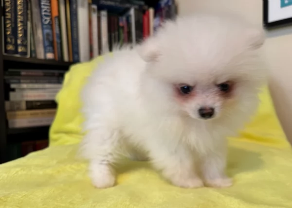 deliziosi cuccioli di pomerania toy | Foto 1