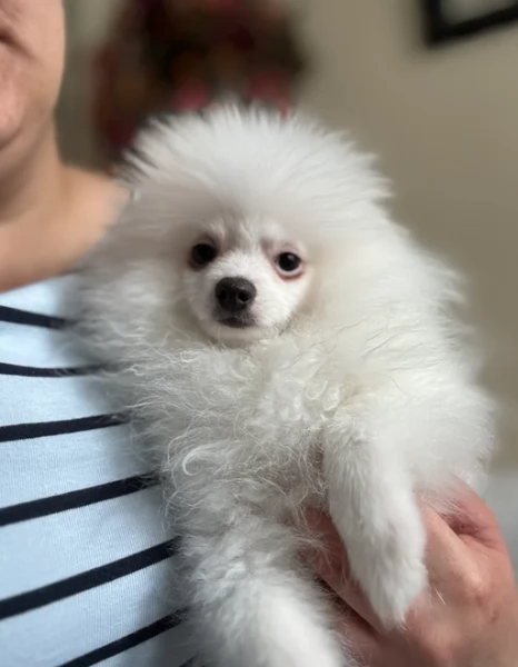 deliziosi cuccioli di pomerania toy