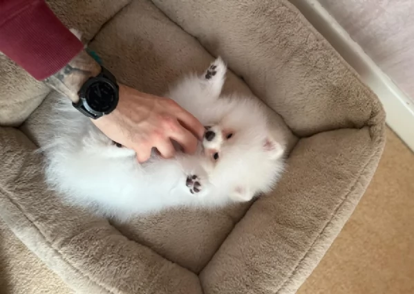 deliziosi cuccioli di pomerania toy | Foto 0