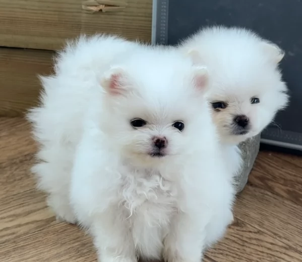 cuccioli di pomerania toy per adozione. | Foto 2