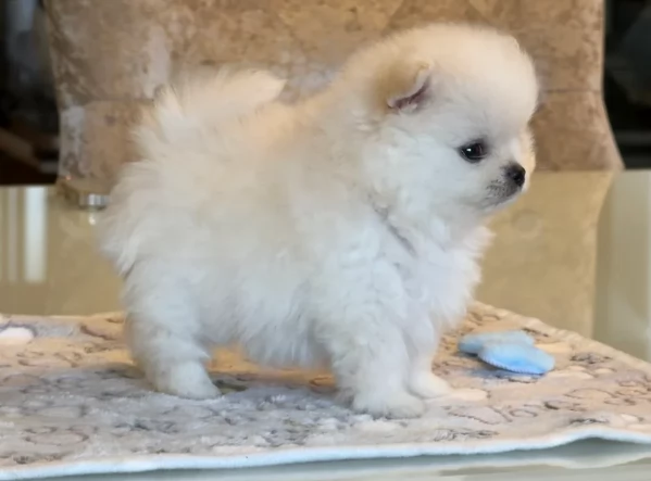 cuccioli di pomerania toy per adozione. | Foto 1