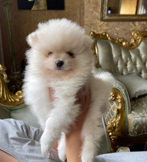 cuccioli di pomerania toy per adozione. | Foto 4