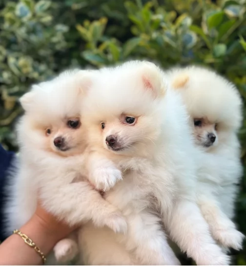 cuccioli di pomerania toy per adozione. | Foto 3