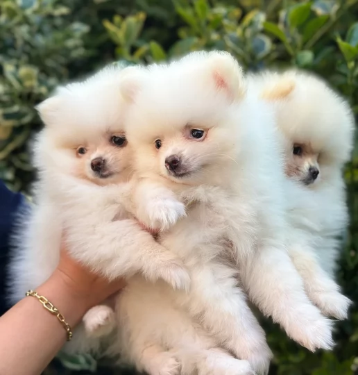 cuccioli di pomerania toy per adozione. | Foto 2