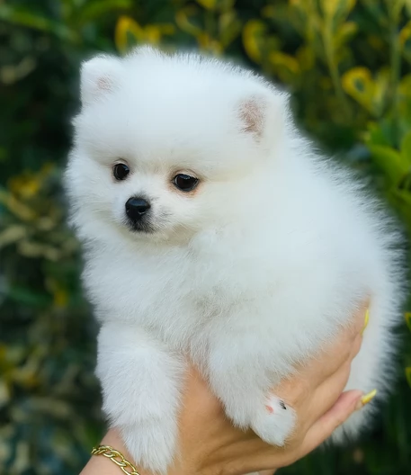 cuccioli di pomerania toy per adozione.