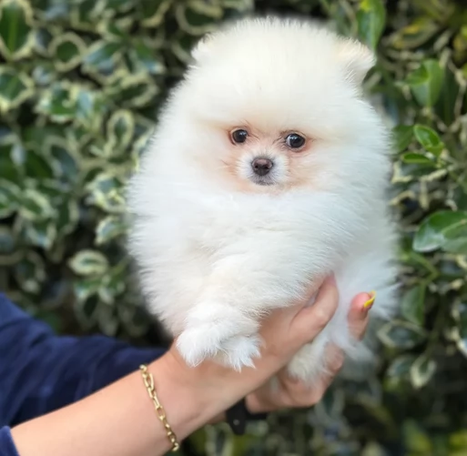 cuccioli di pomerania toy per adozione. | Foto 1