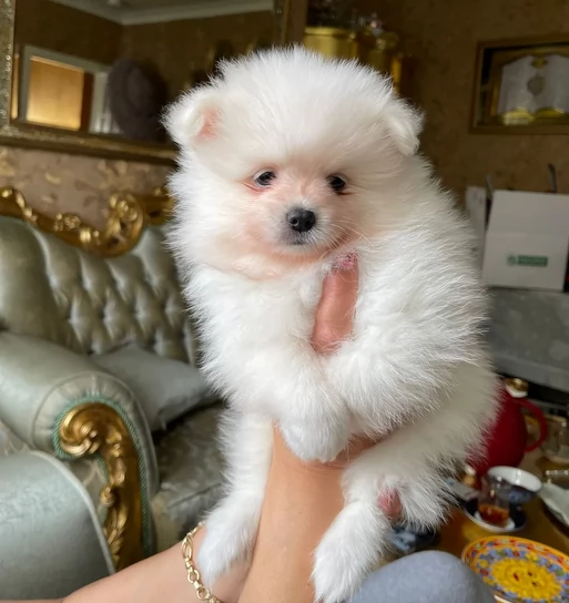 cuccioli di pomerania toy per adozione. | Foto 0