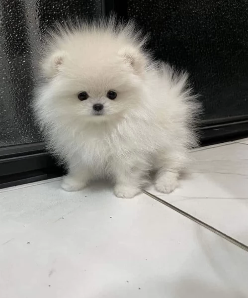 cuccioli di pomerania toy per adozione. | Foto 3