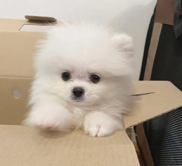 cuccioli di pomerania toy per adozione. | Foto 2