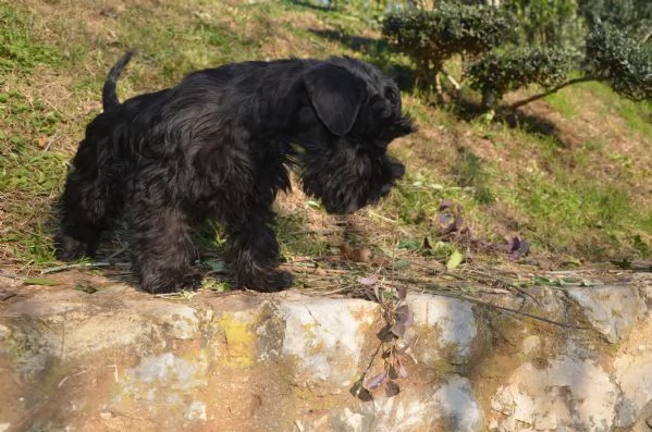 Cucciolo di schnauzer nano | Foto 3