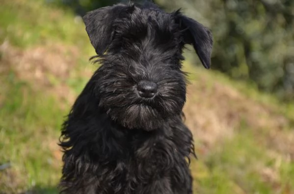 Cucciolo di schnauzer nano | Foto 2