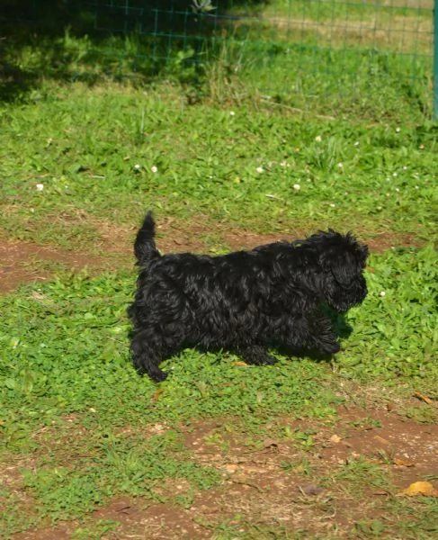 Cucciolo di schnauzer nano | Foto 0