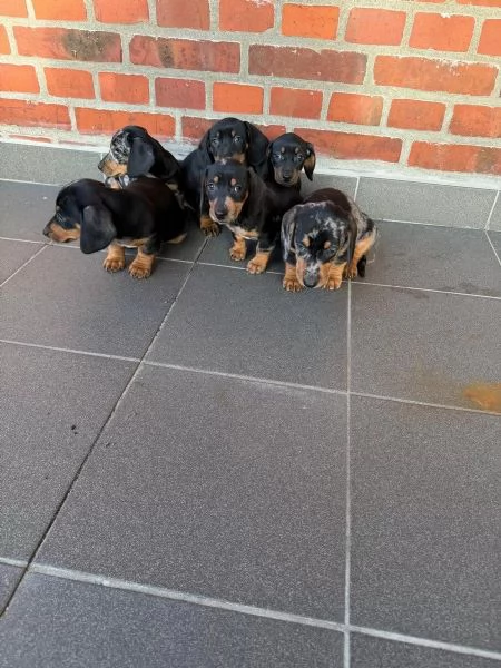 Cuccioli di bassotto in cerca di una casa amorevole | Foto 1
