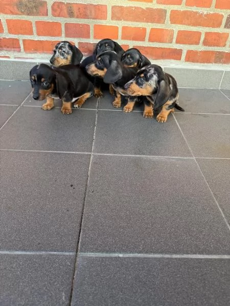 Cuccioli di bassotto in cerca di una casa amorevole | Foto 0