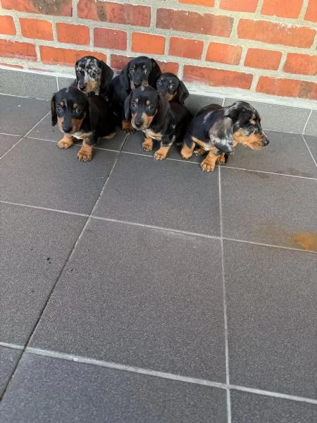 Cuccioli di bassotti maschietti femminucce | Foto 2