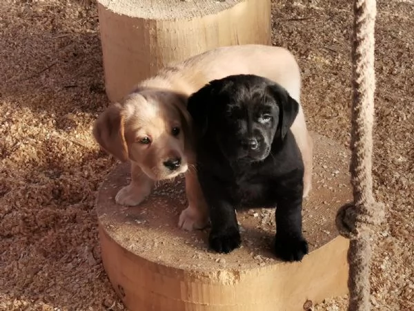 Disponibili splendidi cuccioli di labrador Retriever. | Foto 2