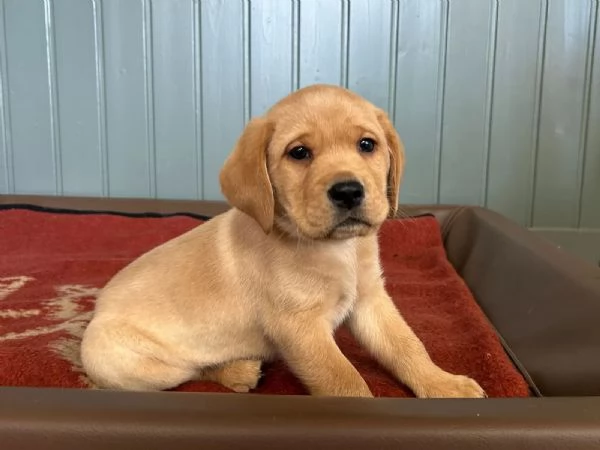 Disponibili splendidi cuccioli di labrador Retriever. | Foto 1