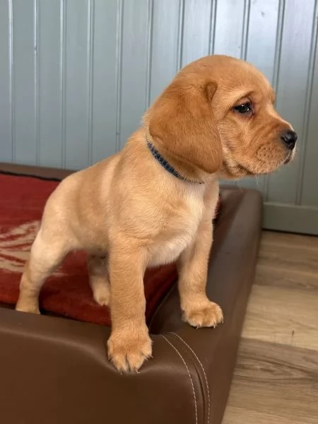 Disponibili splendidi cuccioli di labrador Retriever.