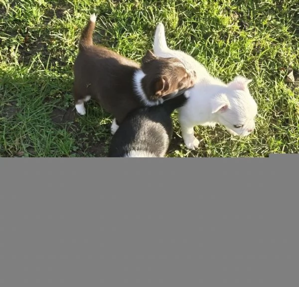 Fantastici cuccioli chihuahua con pedigree | Foto 5