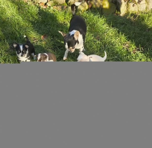 Fantastici cuccioli chihuahua con pedigree | Foto 3