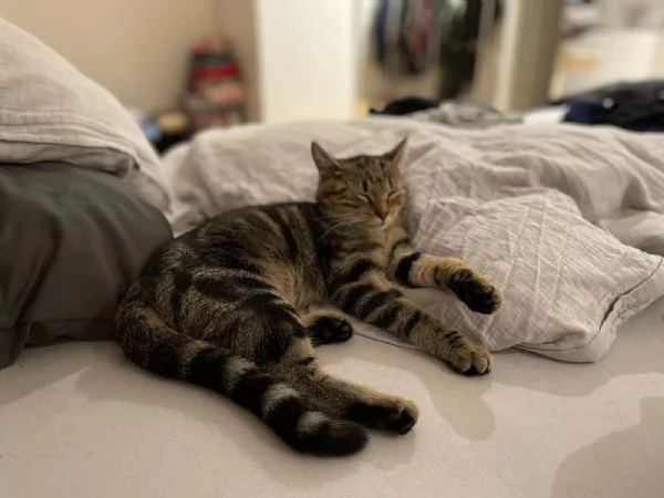 bellissimi cuccioli di Bengala di alta genealogia | Foto 0