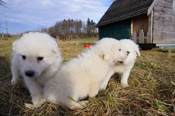 Cuccioli pastore maremmano abruzzese | Foto 0